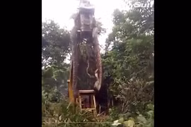 Đang phát quang rừng, kinh hoàng thấy quái thú khổng lồ xuất hiện