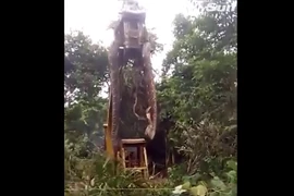 Đang phát quang rừng, kinh hoàng thấy quái thú khổng lồ xuất hiện