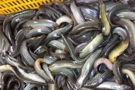 Vì sao cá chạch đang... lên đời? 