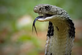 Điều gì xảy ra khi bị rắn hổ mang phun nọc độc vào mặt? 