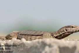 Kỳ đà hoa được giao nộp tại Huế là loài cực quý hiếm