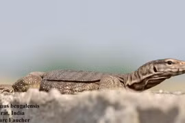 Kỳ đà hoa được giao nộp tại Huế là loài cực quý hiếm