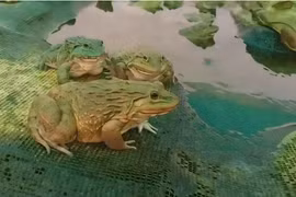 Sinh vật kỳ dị, nhìn cực đáng sợ, ai ngờ là 'cỗ máy in tiền'