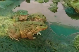 Sinh vật kỳ dị, nhìn cực đáng sợ, ai ngờ là 'cỗ máy in tiền'