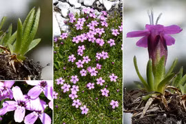 Loài cây kỳ lạ ở Bắc Cực có khả năng sống lâu đến 300 năm