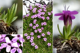 Loài cây kỳ lạ ở Bắc Cực có khả năng sống lâu đến 300 năm