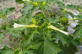 Loài cây kịch độc nguy hiểm nhất thế giới, ẩn trong vẻ đẹp hoàn mỹ