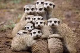 Bật cười thói quen ngủ hài hước, dị thường của các loài động vật