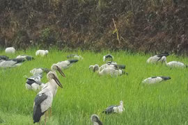 Đang cò nhạn vừa xuất hiện ở Quảng Trị thuộc loại cực kỳ quý hiếm