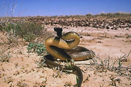 5 loài rắn độc nhất thế giới, số 5 có nhiều ở Việt Nam