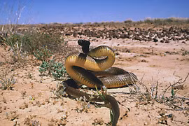 5 loài rắn độc nhất thế giới, số 5 có nhiều ở Việt Nam