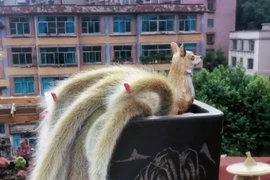 Xương rồng đuôi chồn được mệnh danh 'yêu tinh trong truyền thuyết'