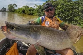 Tóm được 'quái ngư' siêu khủng, cần thủ lập tức làm một việc