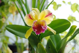 Những loài hoa biểu tượng của sự quý phái và tinh túy trong tự nhiên