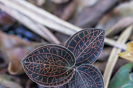 Cả thế giới đang tìm mua cỏ kim cương, vì sao? 