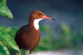 Loài gà nước cổ trắng Aldabra tuyệt tích 136.000 năm bỗng hiện hình 