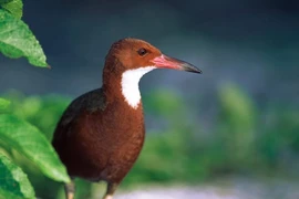 Loài gà nước cổ trắng Aldabra tuyệt tích 136.000 năm bỗng hiện hình 