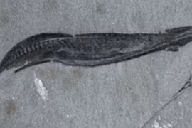 Phát hiện mới về tổ tiên loài người, lịch sử phải viết lại?