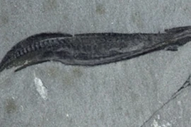 Phát hiện mới về tổ tiên loài người, lịch sử phải viết lại?