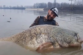 Thợ câu hoảng hốt đụng trúng 'quái ngư' từng ăn thịt người