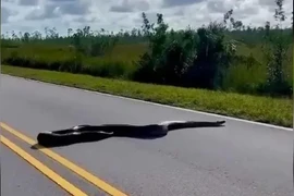 Đang đi du lịch, sốc nặng khi bị 'quái thú' chặn đường