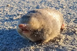 Loài chuột mù tuyệt tích gần 1 thế kỷ bỗng tái xuất thần kỳ