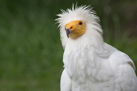 'Chim thần' tái xuất sau 155 năm gây chấn động giới khoa học