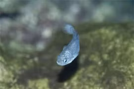 Cận cảnh loài cá hiếm mojiang sống ở 'động quỷ'