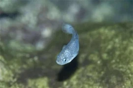 Cận cảnh loài cá hiếm mojiang sống ở 'động quỷ'