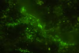 Phiến đá 2 tỷ năm... nhung nhúc bên trong sinh vật bị phong ấn 