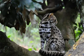 Hàng loạt động vật quý hiếm mới được phát hiện ở Thanh Hóa