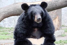 Gấu tìm thấy ở Việt Nam là loại quý hiếm bậc nhất thế giới
