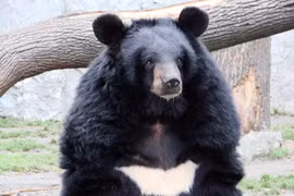Gấu tìm thấy ở Việt Nam là loại quý hiếm bậc nhất thế giới