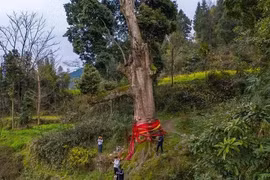 Loại gỗ quý hơn vàng nhưng không ai muốn trồng 