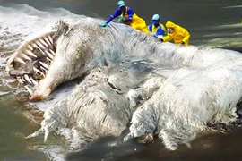 Những xác chết của các sinh vật biển kỳ lạ