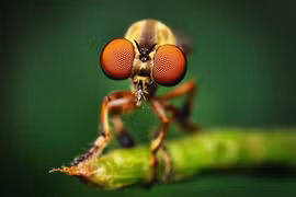 Những loài vật có đôi mắt thần 