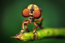 Những loài vật có đôi mắt thần 