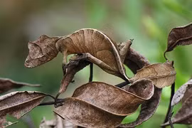 Giật mình tài ngụy trang của động vật, số 6 siêu đẳng nhất