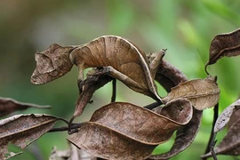 Giật mình tài ngụy trang của động vật, số 6 siêu đẳng nhất