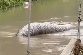 Đang đi bộ, thanh niên lạnh sống lưng thấy "quái thú" nổi lềnh bềnh