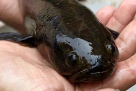 'Báu vật trời ban' chỉ có ở Việt Nam, thế giới tìm hoài không thấy