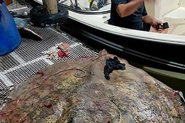 Cần thủ câu được cá đuối khổng lồ đến 250 kg