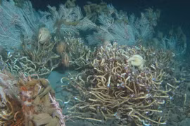 Phát hiện 'thế giới ngầm' dưới biển, chuyên gia cảnh báo nóng