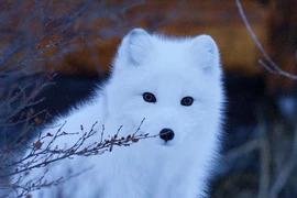 Top 4 loài động vật kỳ lạ, đổi màu trắng toát vào mùa đông