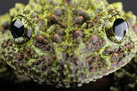 Loạt động vật kỳ dị tại Việt Nam, ám ảnh nhất số 5