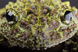 Loạt động vật kỳ dị tại Việt Nam, ám ảnh nhất số 5