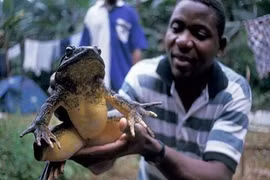 Kinh ngạc loài ếch khổng lồ nặng tới 8kg