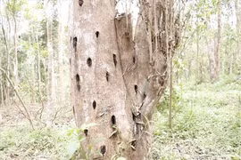 Loại gỗ quý này được gọi là kim cương rừng 