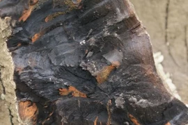 Đào trúng "khúc gỗ lạ", công trường lập tức dừng thi công vì...