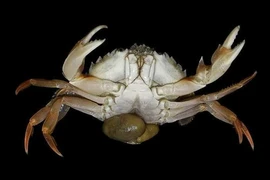 Sacculina carcini là 'bác sĩ chuyển giới' độc ác nhất thế giới động vật